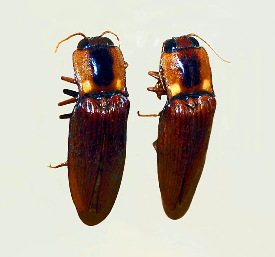 Elateridae - Pyrearinus candelarius