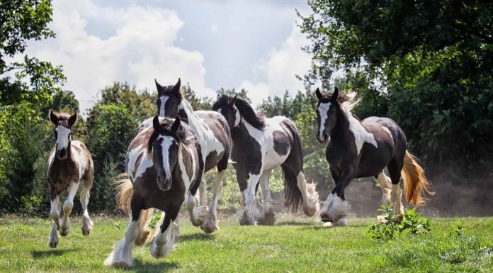Incontra i 12 cavalli più carini del mondo
