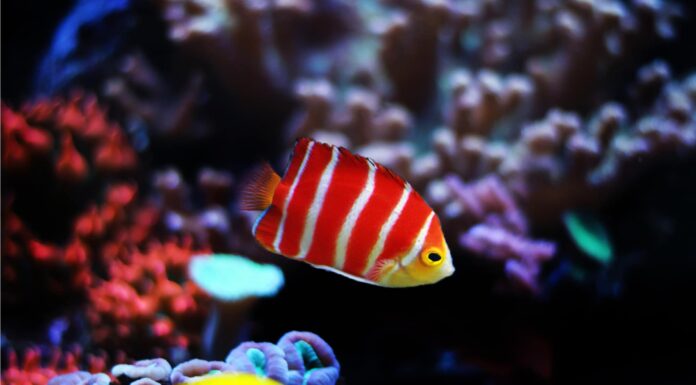 Incontra i 10 pesci più carini del mondo
