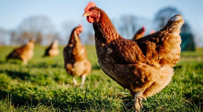 Perché le uova di gallina sono disponibili in tutti i colori?
