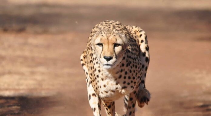 Guarda il filmato raro di un ghepardo che corre con un levriero
