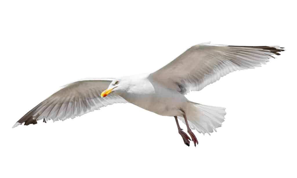 Albatross contro gabbiano - Gabbiano