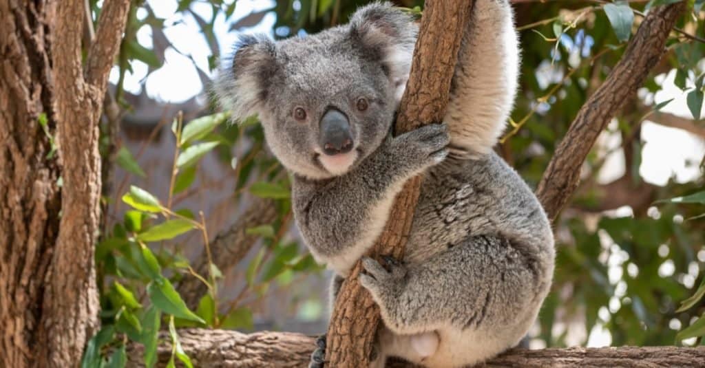 Informazioni sugli animali: Koala
