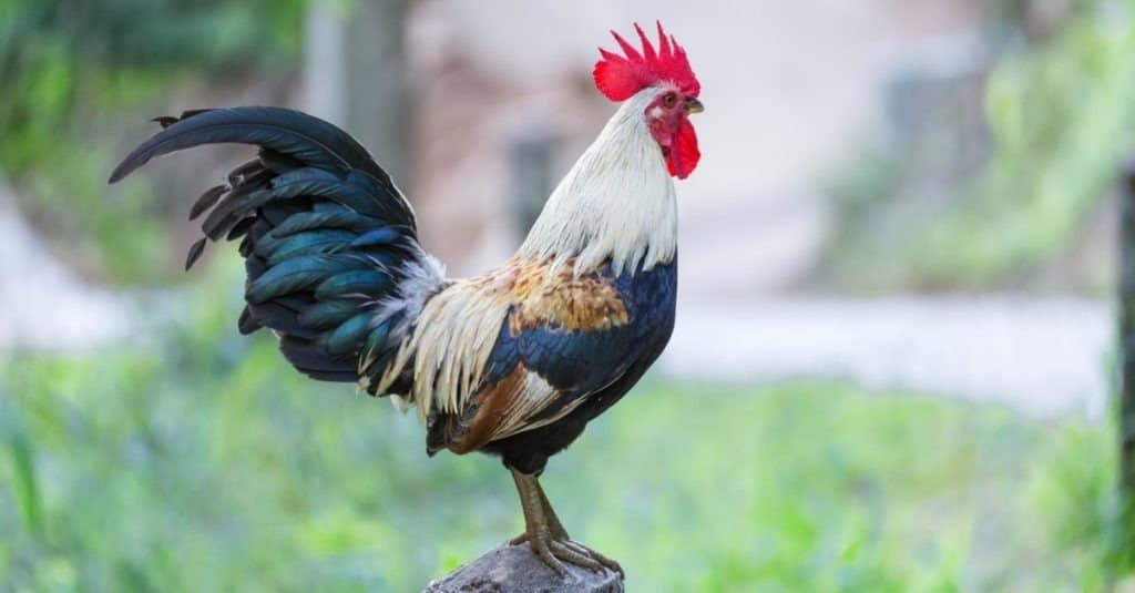 Pollo: il gallo canta