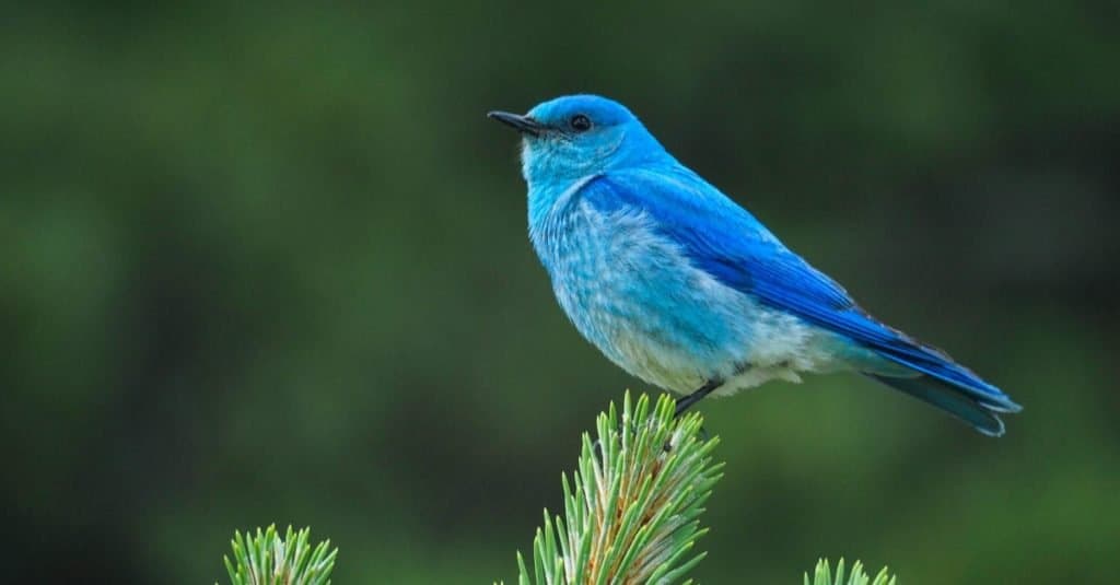 L'uccello azzurro di montagna è un uccello di taglia media che pesa circa 30 g con una lunghezza di 16-20 cm.  Hanno il ventre chiaro e gli occhi neri.  I maschi adulti hanno becchi sottili e sono di un blu turchese brillante.
