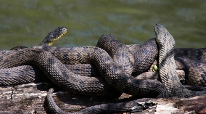 A The 7 Best Snake Guard Chaps You Can Buy Today