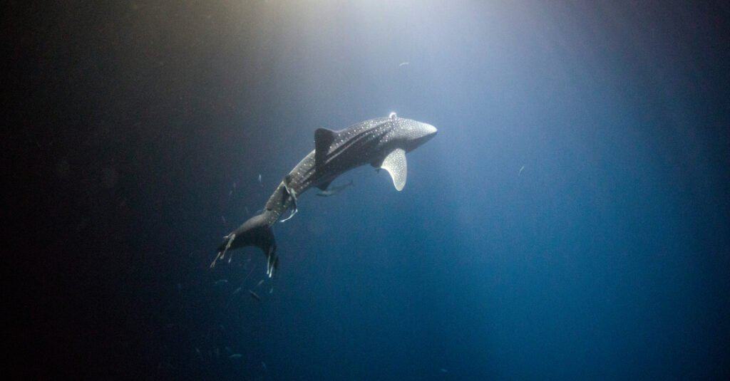 Baby Whale Shark - Giovanile che nuota nell'oceano