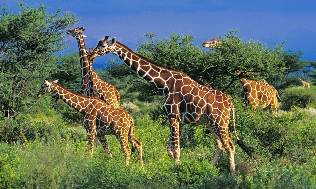 Giraffa reticolata, Africa, Animale, Animale selvatico, Fauna selvatica