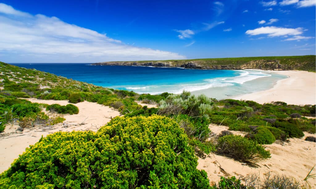 La maggior parte delle isole esotiche - Kangaroo Island