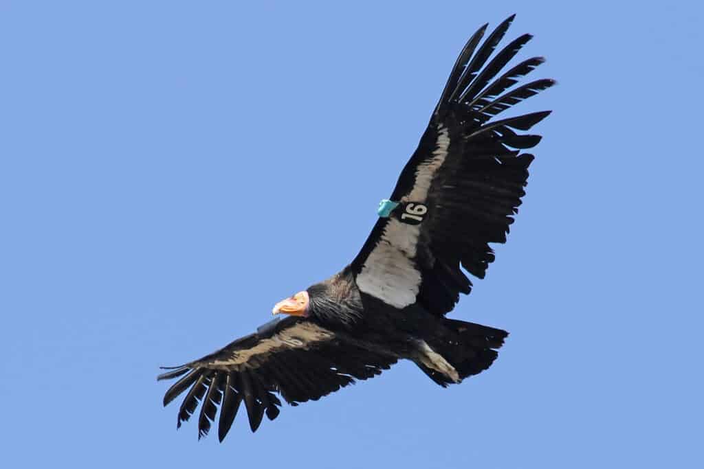Condor della California che vola contro un cielo azzurro senza nuvole