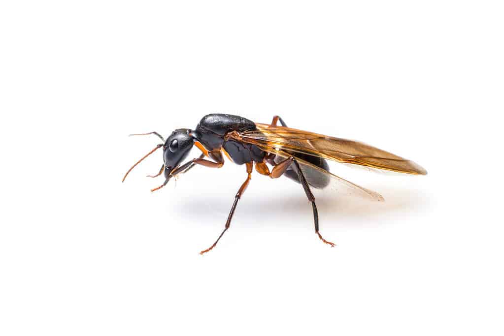 formica volante isolata su sfondo bianco