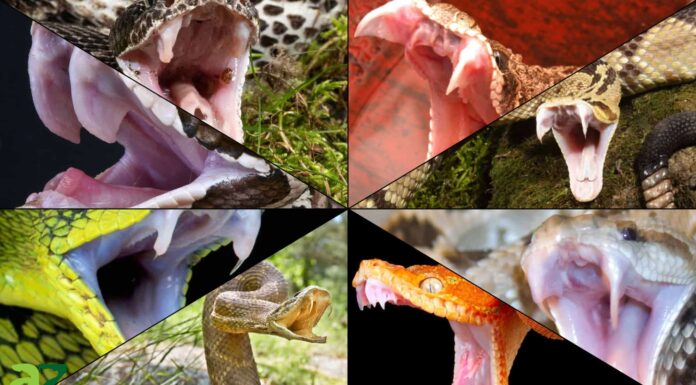 5 serpenti con le zanne più grandi del mondo

