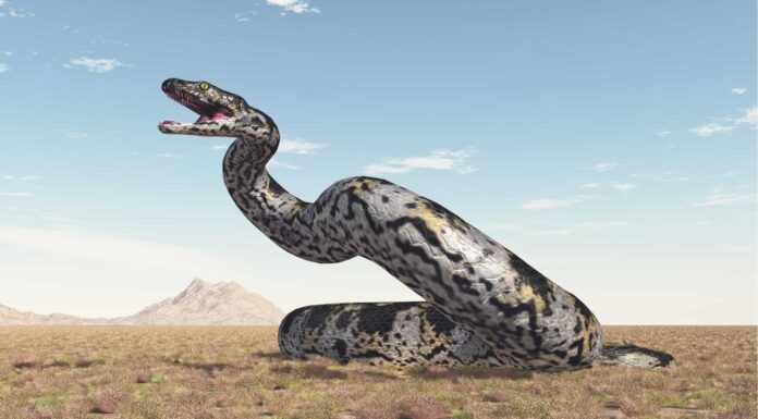 5 serpenti preistorici (uno aveva le dimensioni di uno scuolabus!)
