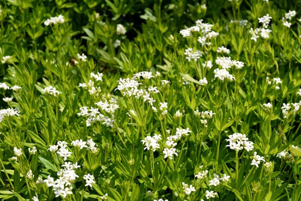 Asperula dolce (Galium odoratum) con i suoi fiori bianchi