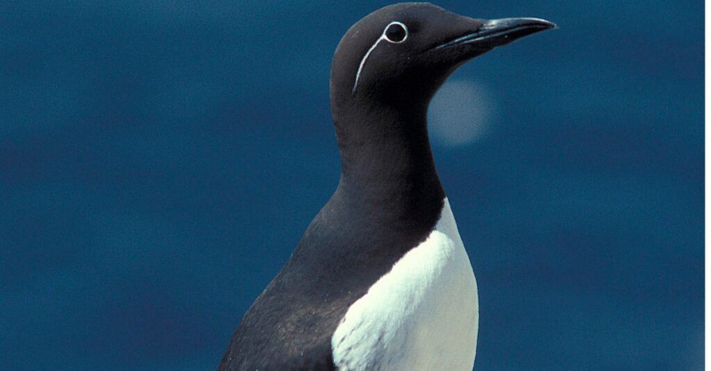 Uccelli che sembrano pinguini: Murre comune