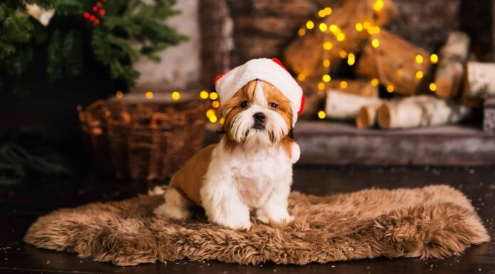 6 adorabili cuccioli a Dallas da adottare per Natale
