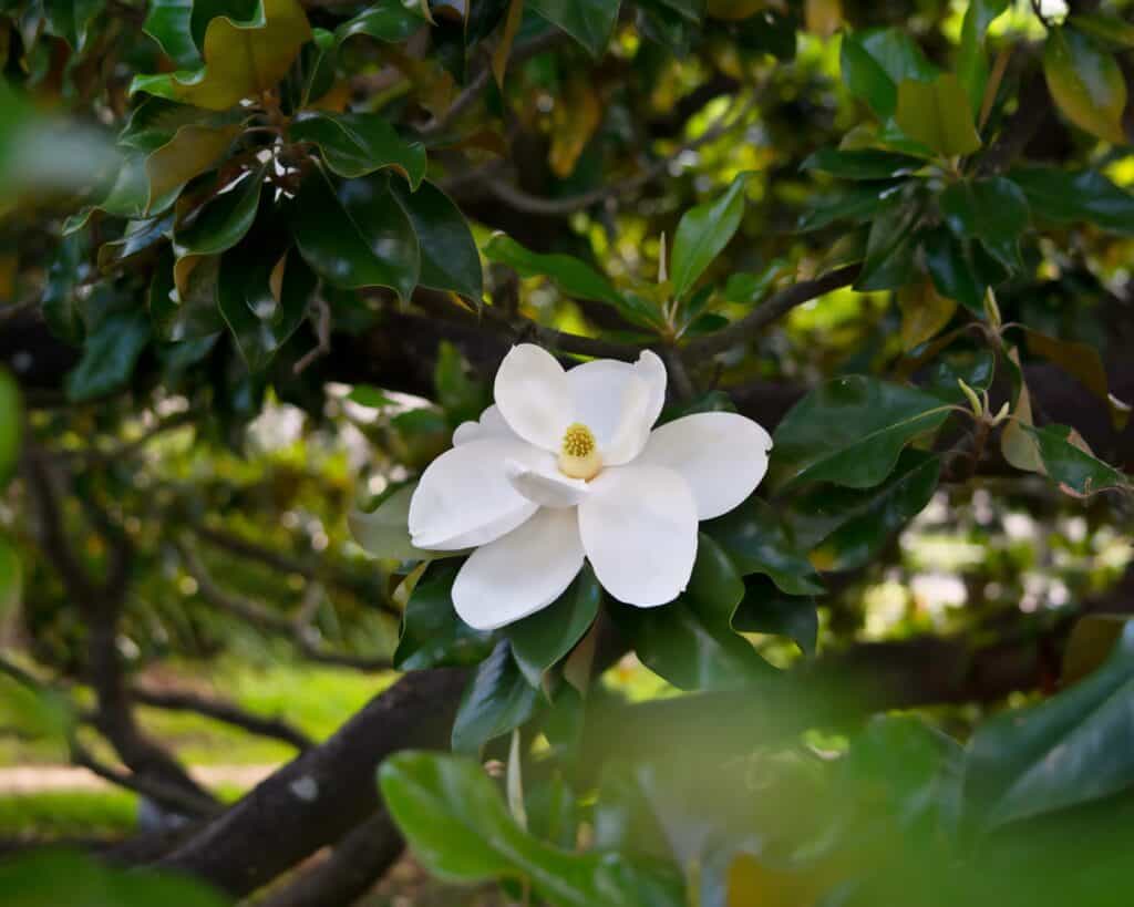 Magnolia meridionale