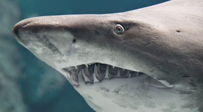 6 squali vicino alle Outer Banks, North Carolina
