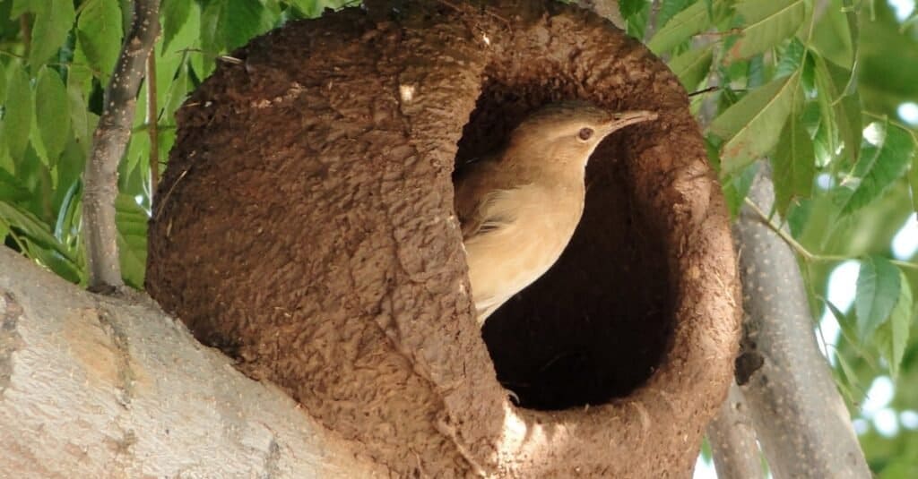 Hornero rossiccio, uccello del forno, crea un nido come un forno