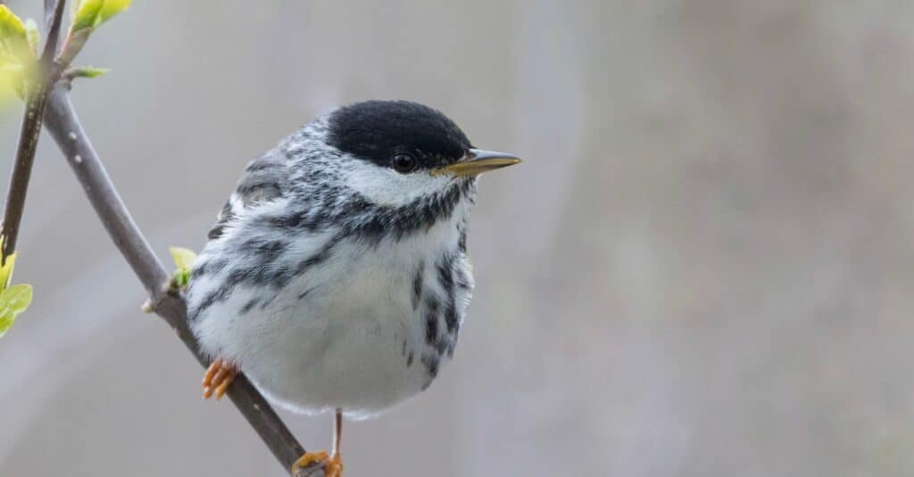 Uccelli che mangiano zanzare: Blackpoll Warbler