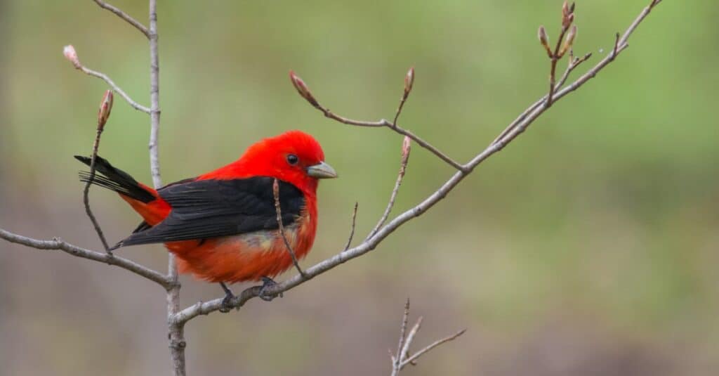 Uccelli che sembrano cardinali: Scarlet Tanager