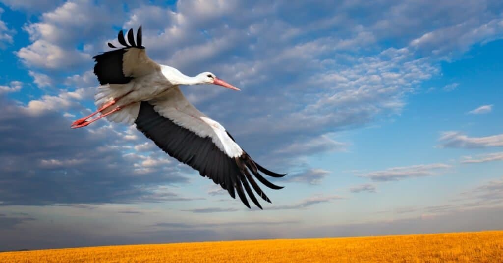 La più alta cicogna bianca degli uccelli volanti
