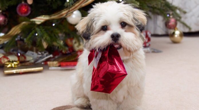 7 adorabili cuccioli a Fort Worth da adottare per Natale
