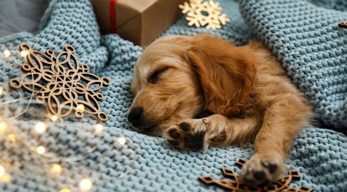 7 adorabili cuccioli di Oklahoma City da adottare per Natale
