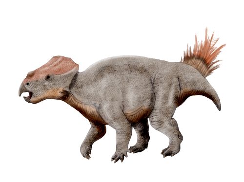 Ajkaceratops - Dinosauri con le corna