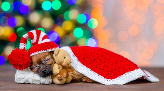 8 adorabili cuccioli a Milwaukee da adottare per Natale

