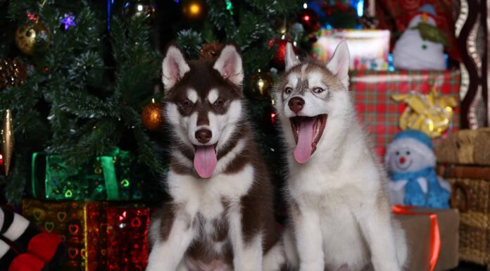 8 adorabili cuccioli a San Jose da adottare per Natale
