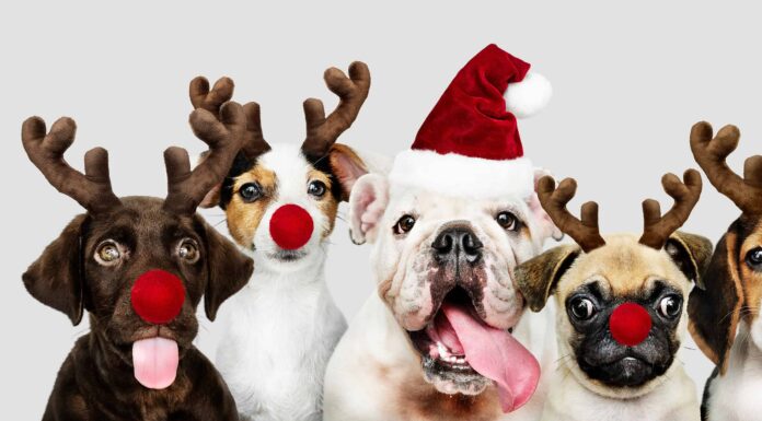 8 adorabili cuccioli di Indianapolis da adottare per Natale
