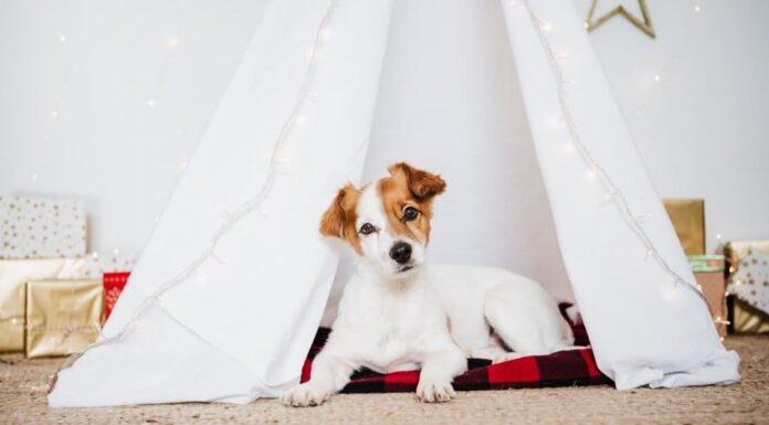 8 adorabili cuccioli di Memphis che puoi adottare questo Natale
