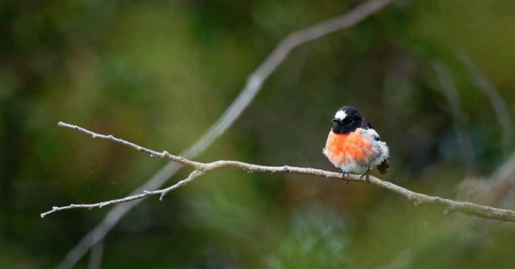 Uccelli con il petto rosso: Pettirosso scarlatto