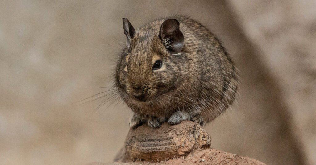 Degu appollaiato su una pietra