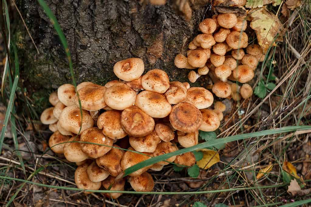 Armillaria mellea, comunemente nota come fungo del miele, che cresce alla base di un albero