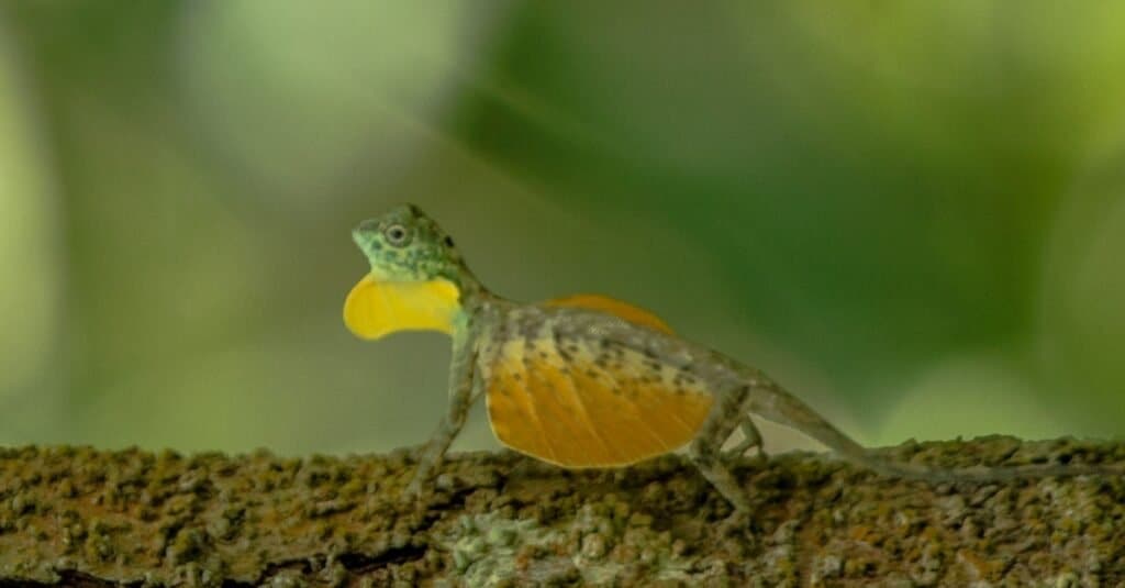 Draco volans, il comune drago volante sull'albero nel Parco Nazionale di Tangkoko, Sulawesi, è una specie di lucertola endemica del sud-est asiatico