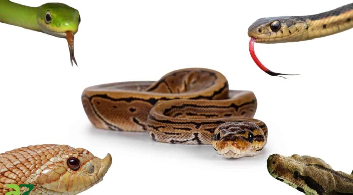  Abbracceresti un serpente?  Incontra i 10 serpenti più amichevoli del mondo
