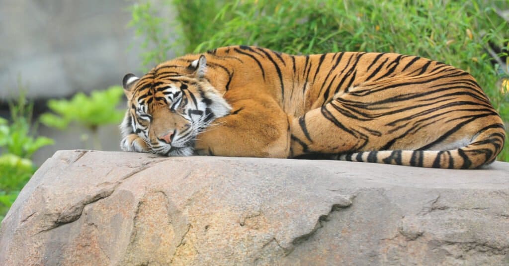 Animali più assonnati - Tigre