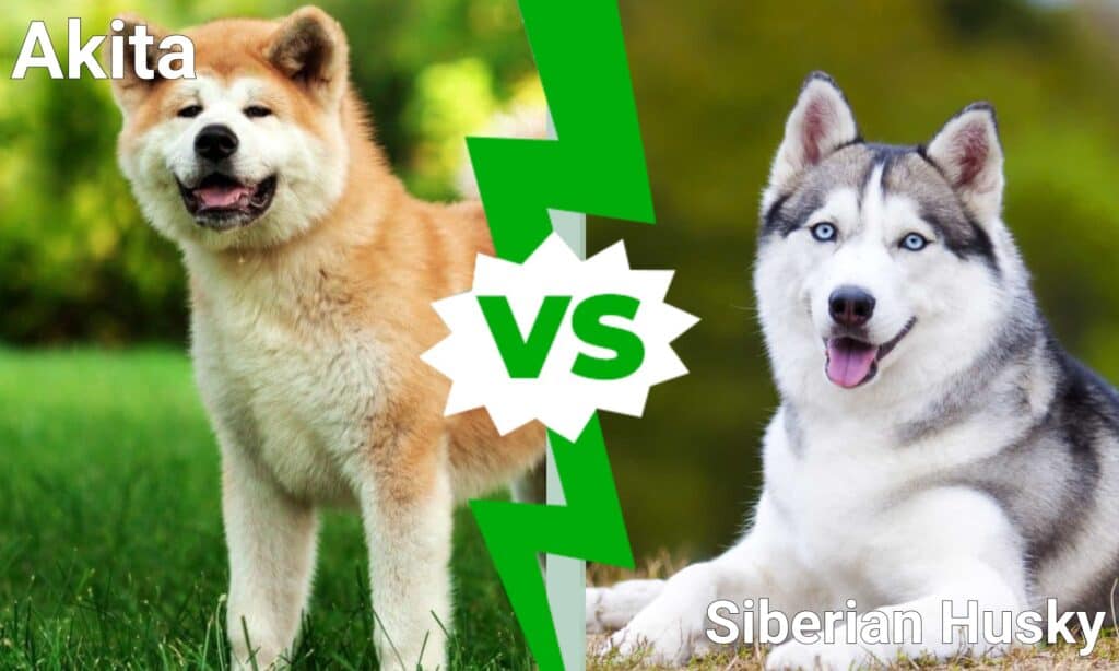 Akita vs Husky siberiano