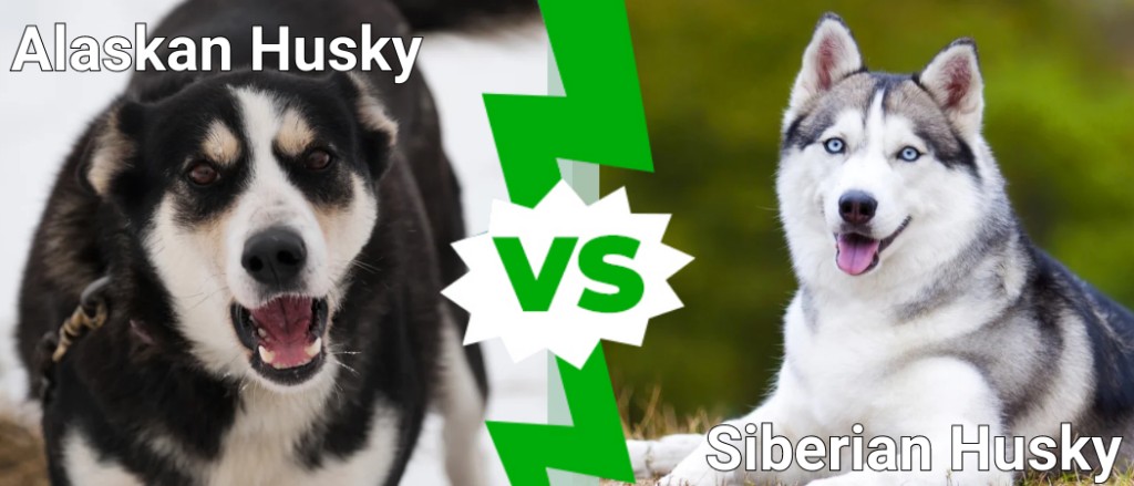 Husky dell'Alaska contro Husky siberiano