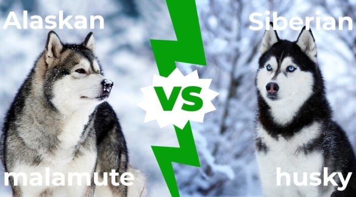 Alaskan Malamute vs Siberian Husky: 8 differenze chiave
