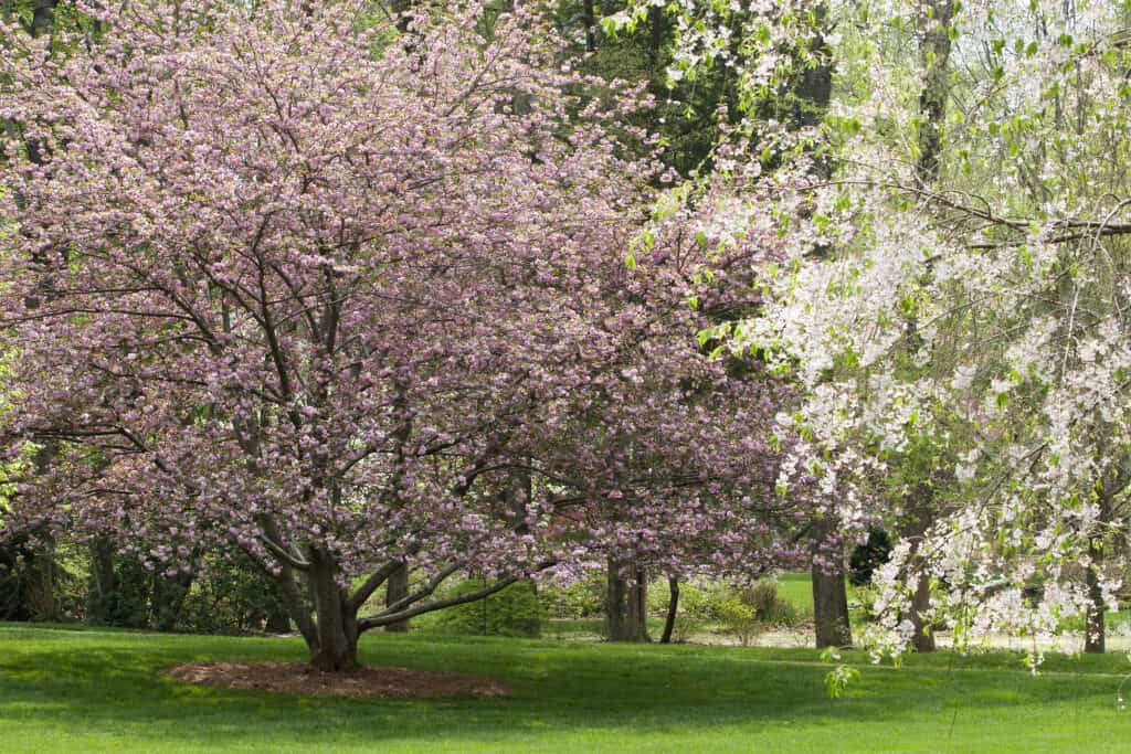 albero di corniolo in fiore