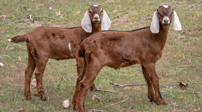 Allevare capre per principianti: 6 cose che devi sapere per allevare capre
