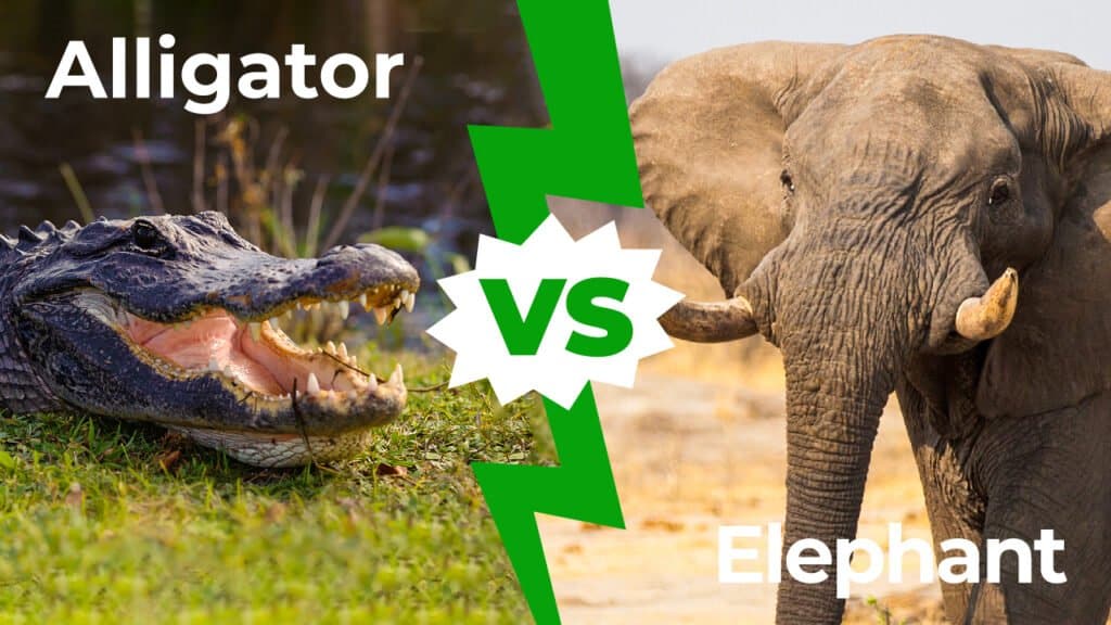 Alligatore contro elefante