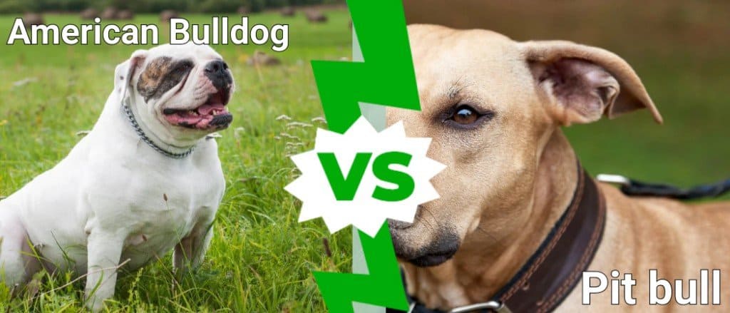 Bulldog americano contro pitbull