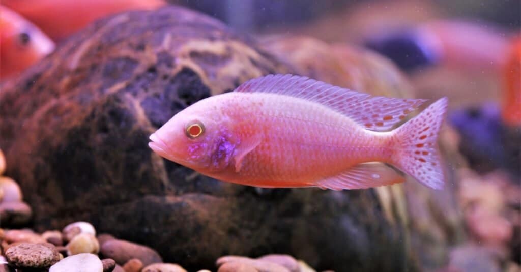 Animali bianchi - Cichlid albino pavone