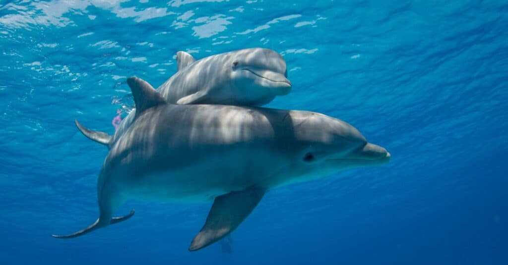 baby delfino che nuota sopra mamma delfino