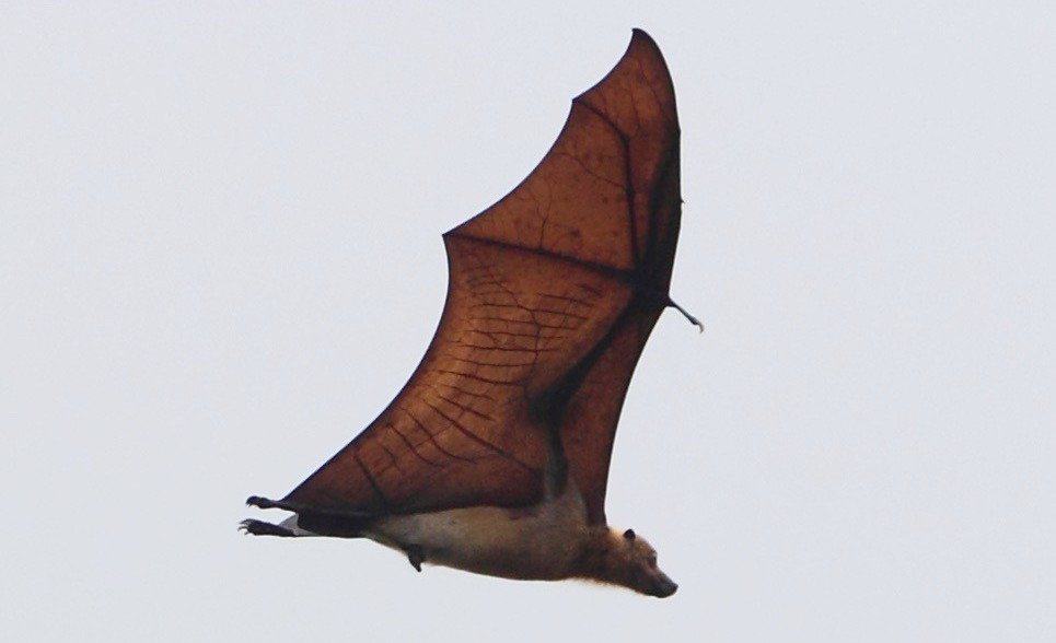 Animali estinti: Volpe volante di Guam