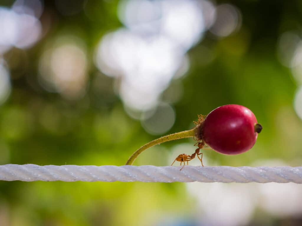 Una formica rossa che cammina lungo una corda bianca aspra mentre trasporta quello che sembra essere un piccolo ravanello, che è parecchie volte più grande della formica contro una sfocatura di verde.